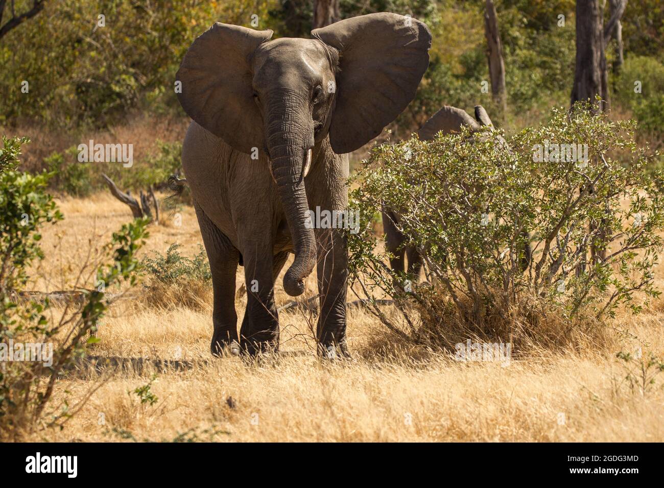 Elefante africano (Loxodonta africana), Mana Pools, Zimbabwe Foto Stock
