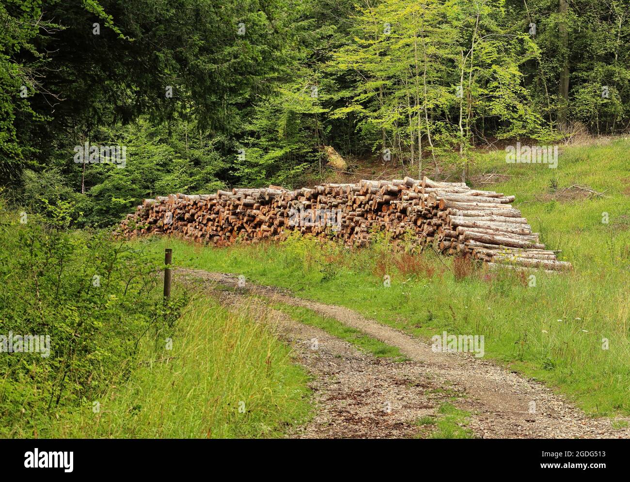 Pile di legname lungo una pista forestale nelle Chiltern Hills in Inghilterra Foto Stock