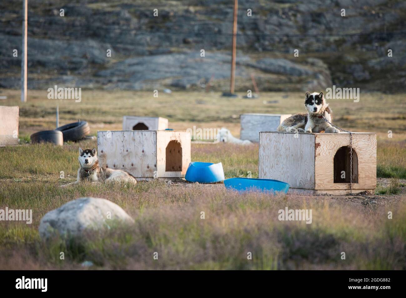 Cani da slitta che riposano in bassa stagione, Iqaluit, Baffin Island. Foto Stock