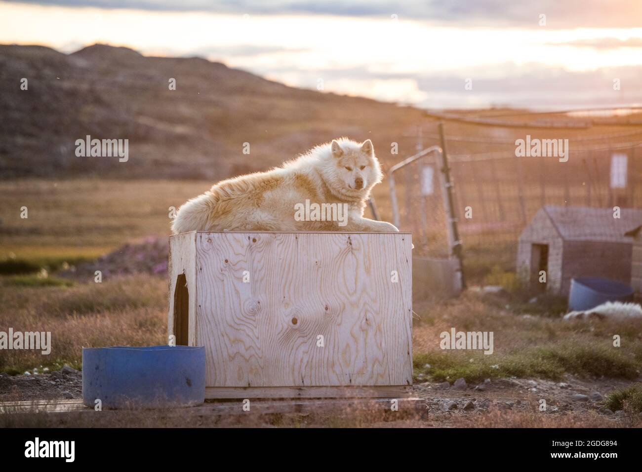 il cane da slitta bianco si appoggia sulla parte superiore della sua casa del cane. Foto Stock