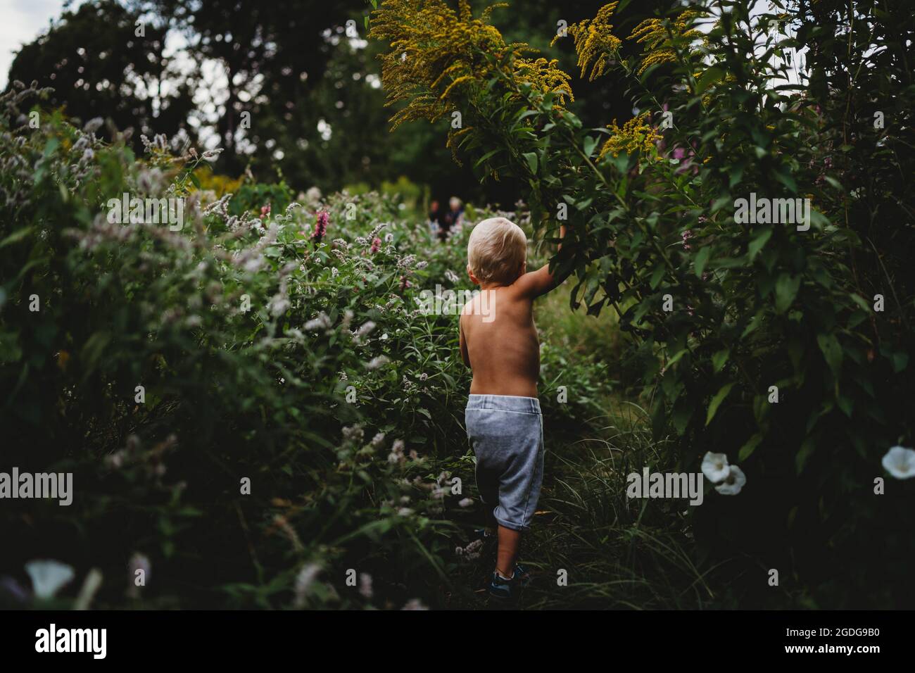 Vista posteriore di ragazzo a piedi sul sentiero tra piante verdi in estate Foto Stock
