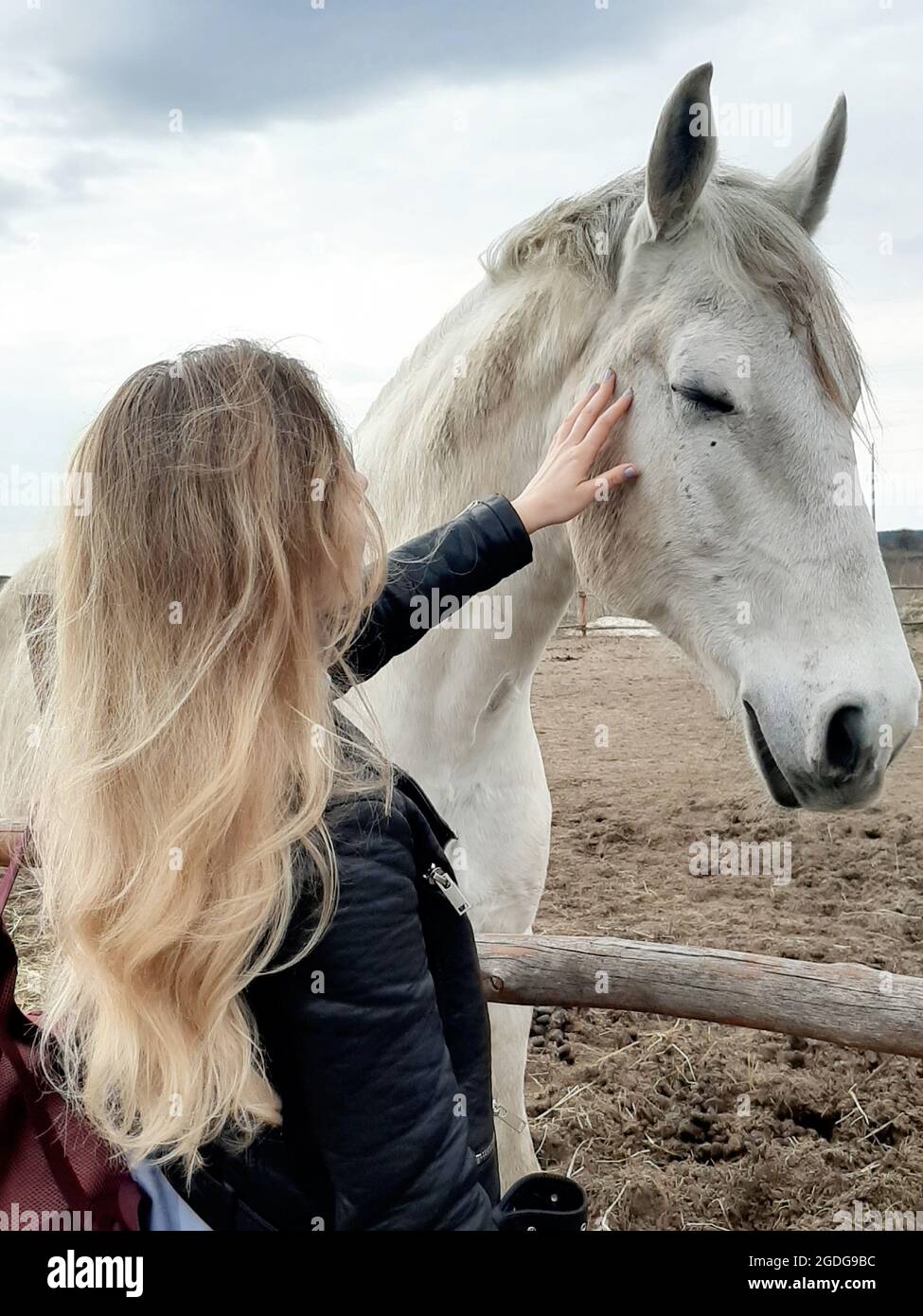 Giovane donna stroking cavallo mentre in piedi al granaio Foto Stock