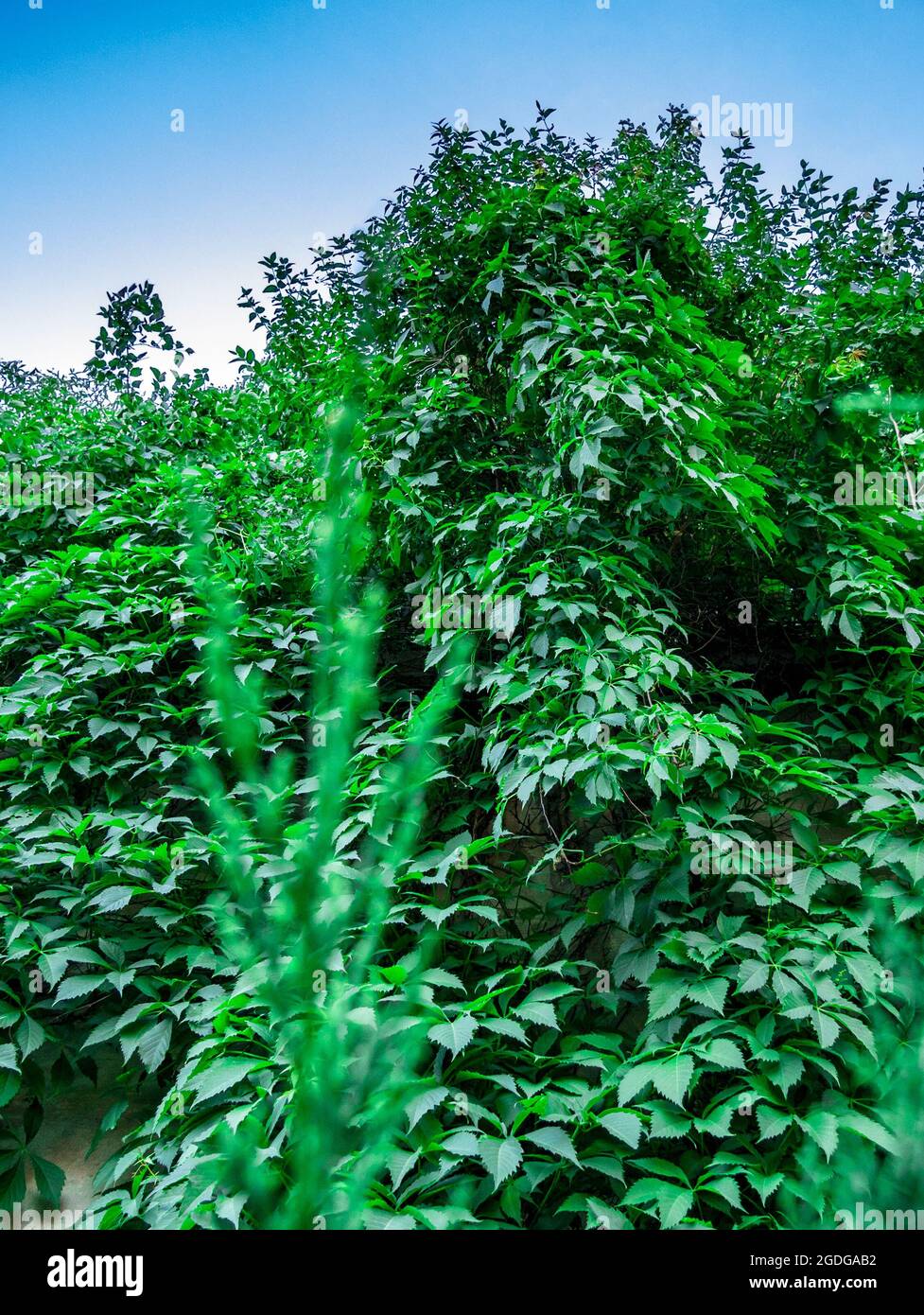 Virginia superriduttore (Parthenocissus quinquefolia) - crescita densa sul muro Foto Stock