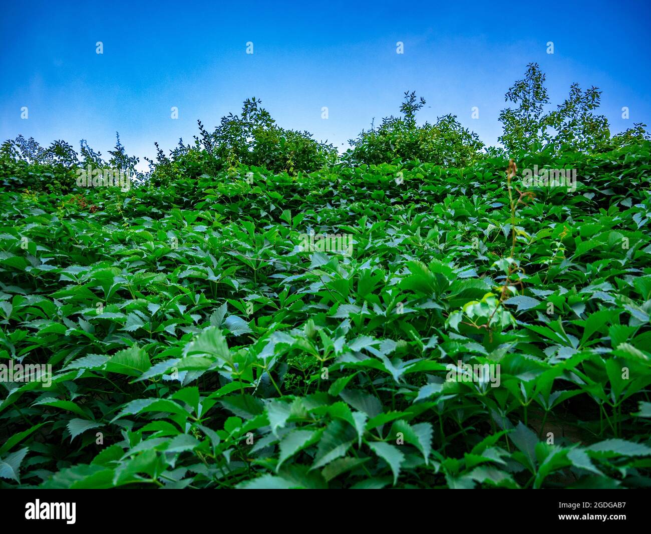 Virginia superriduttore(Parthenocissus quinquefolia) - parete alta coperta Foto Stock