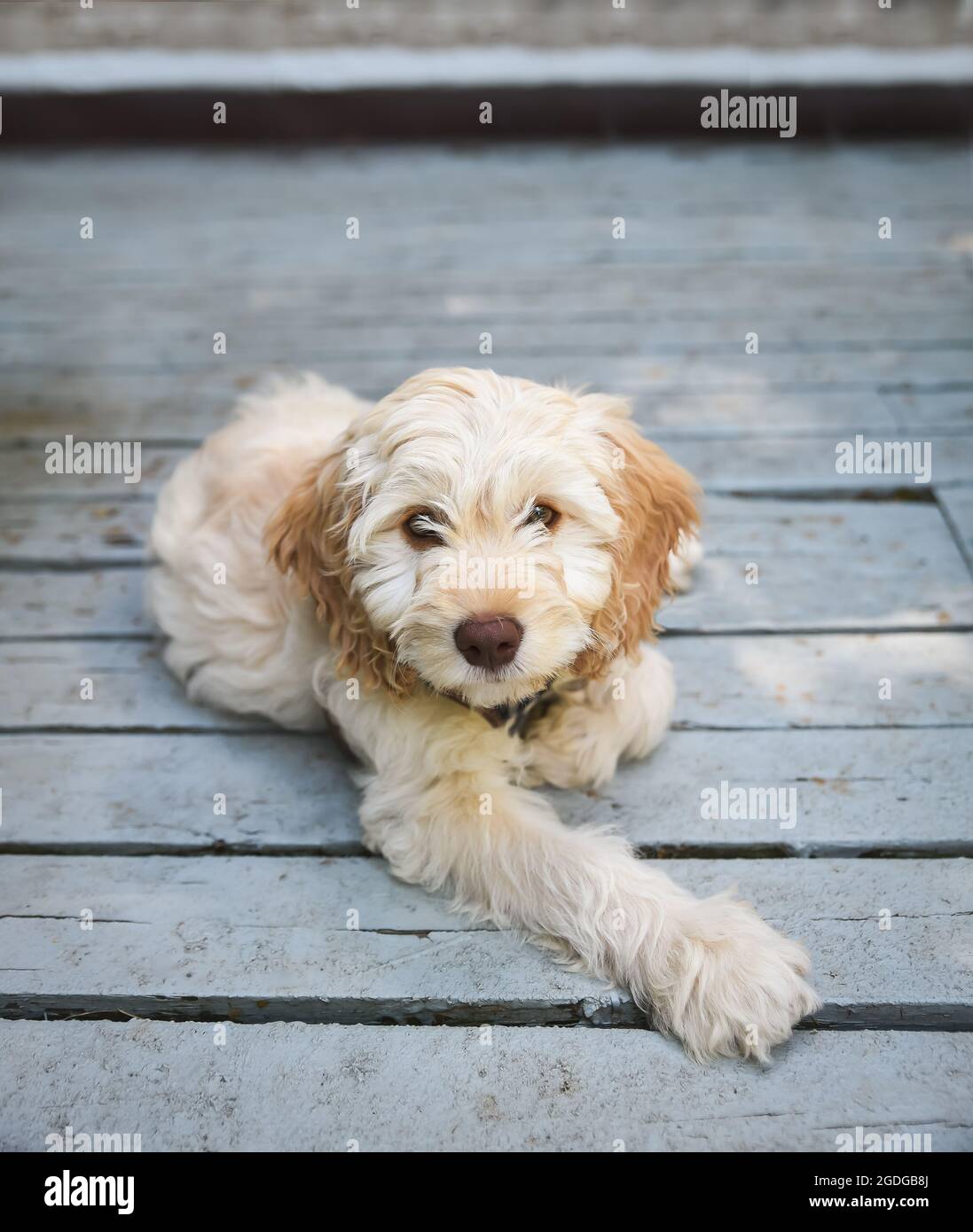 Giovane cockapoo doodle mix cucciolo posato all'aperto su un ponte. Foto Stock