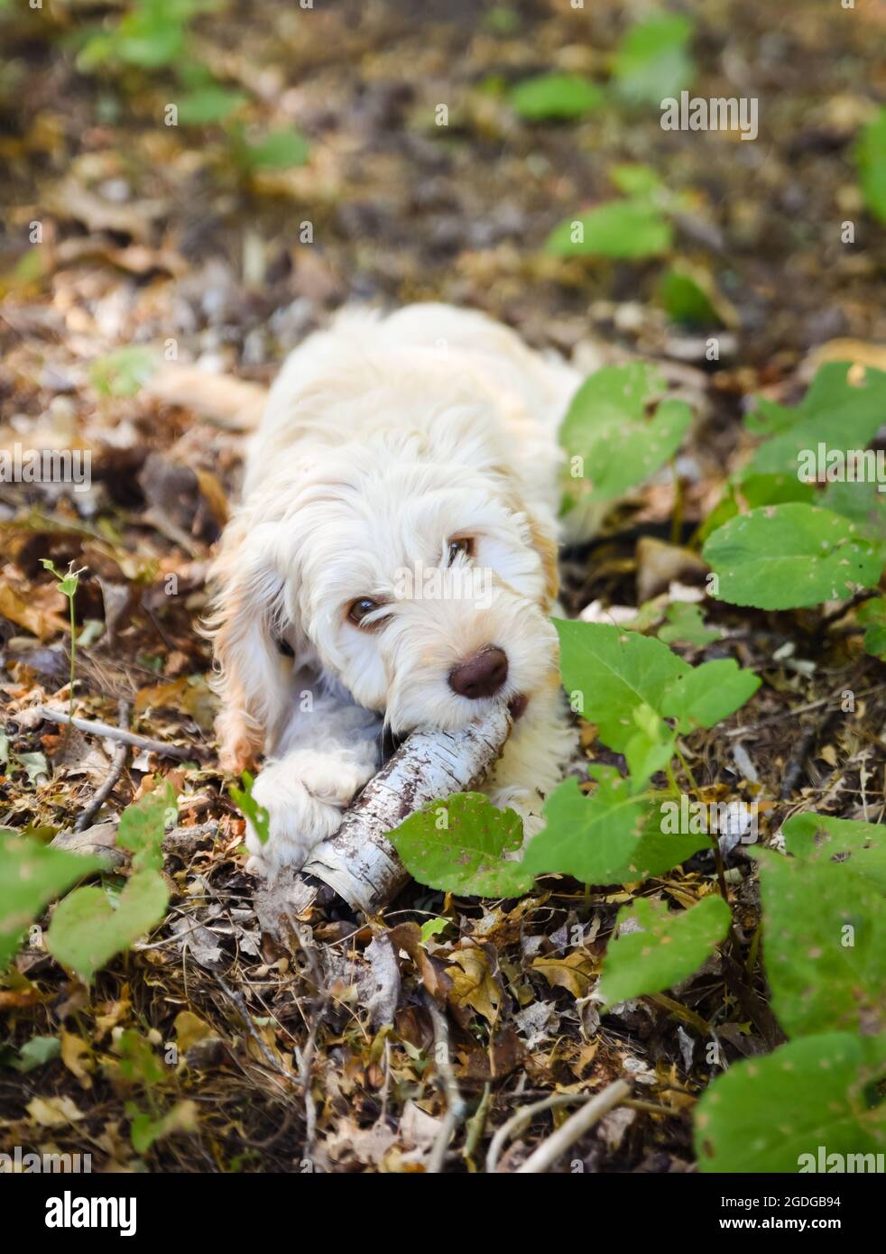Giovane cockapoo doodle mescolare cucciolo masticare su un bastone all'aperto. Foto Stock