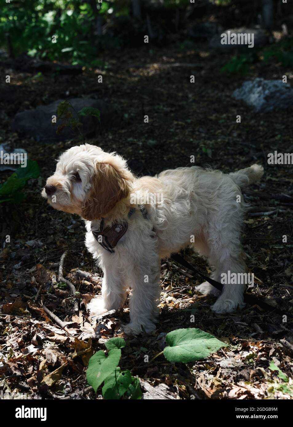 Giovane cockapoo doodle mix cucciolo in piedi all'aperto. Foto Stock