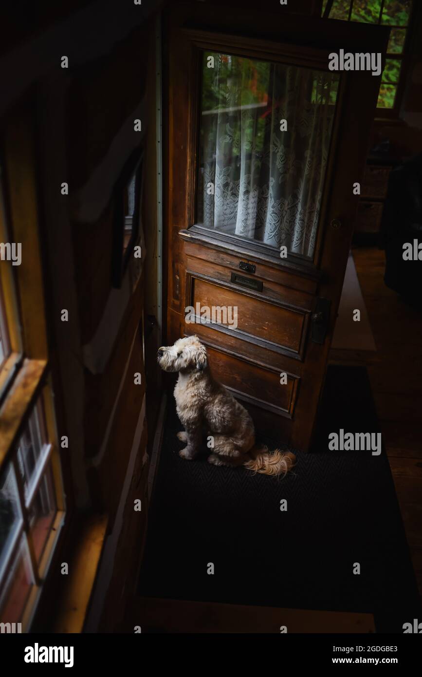 Soffice cane seduto accanto a una porta di legno in attesa di essere lasciato fuori. Foto Stock