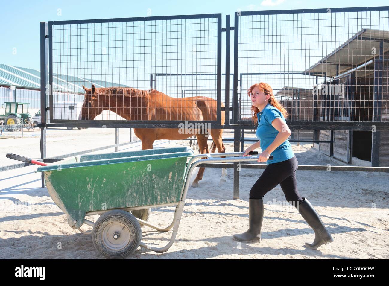 Donna che porta una carriola in una scuderia a cavallo. Donna che lavora con cavalli. Foto Stock