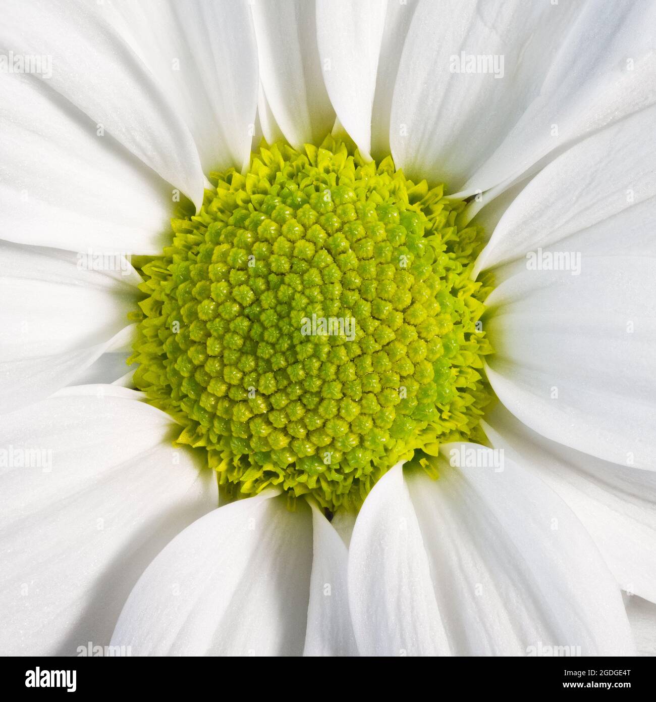 Primo piano del centro di un fiore bianco di Chrysanthemum Foto Stock