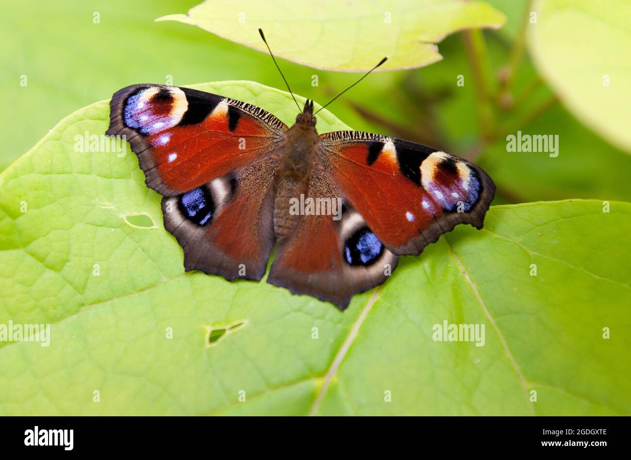 Farfalla pavone Foto Stock