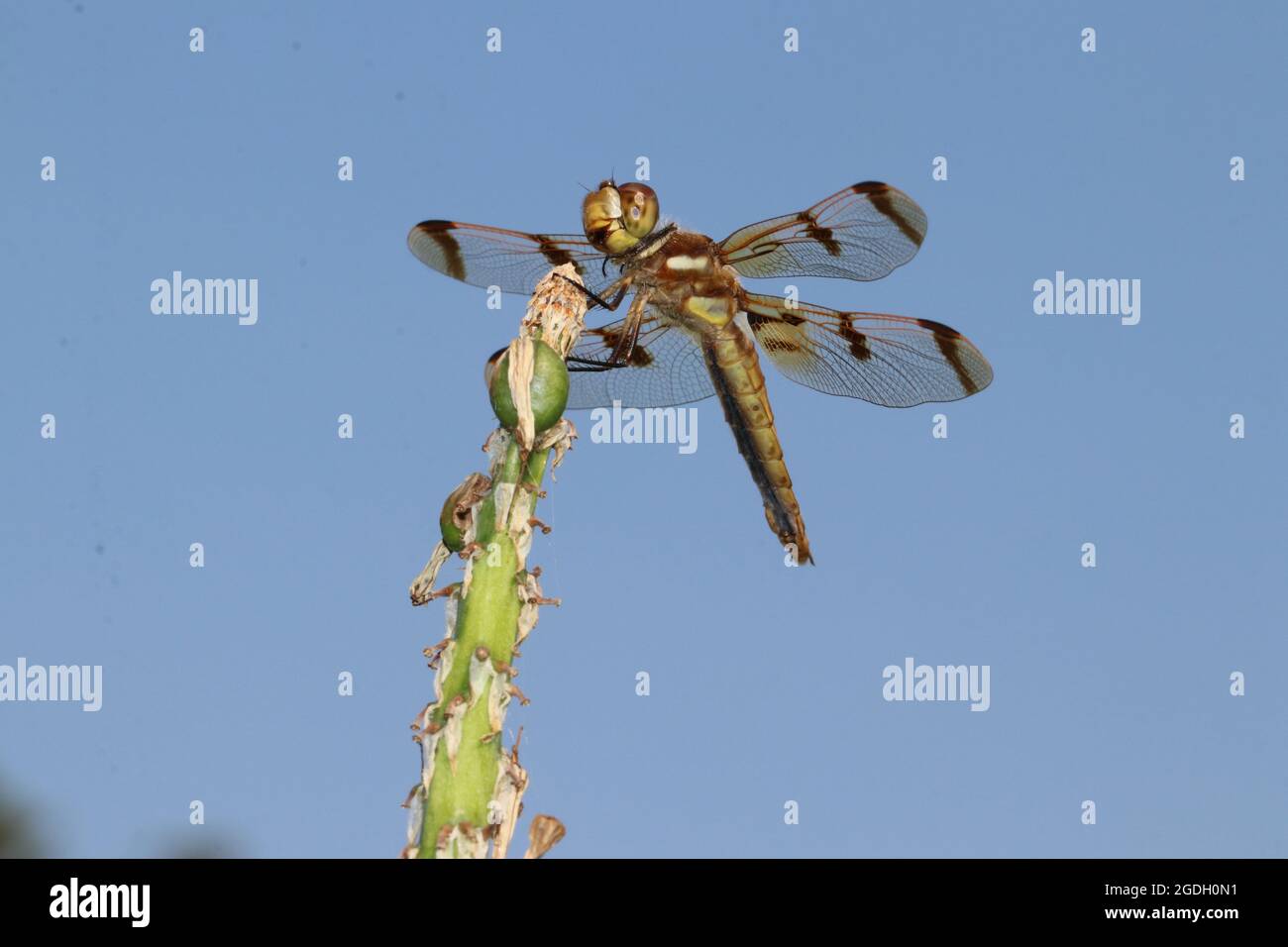 Un Dragonfly Skimmer dipinto (Libellula semifasciata) è appollaiato su un gambo verde in Virginia. Foto Stock