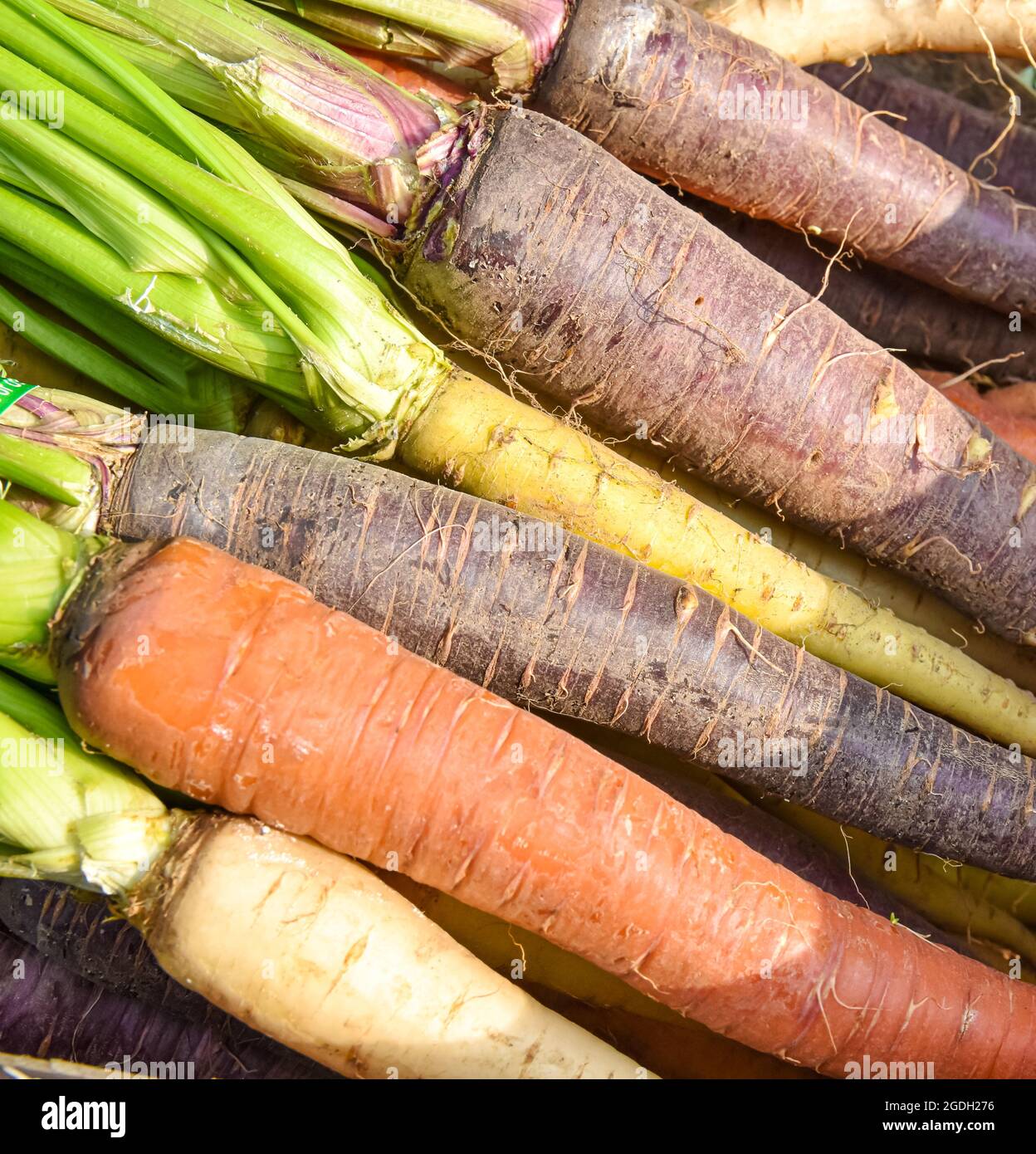 Closeup di carote di telaio in un arcobaleno di colori in un mercato agricolo locale. Foto Stock