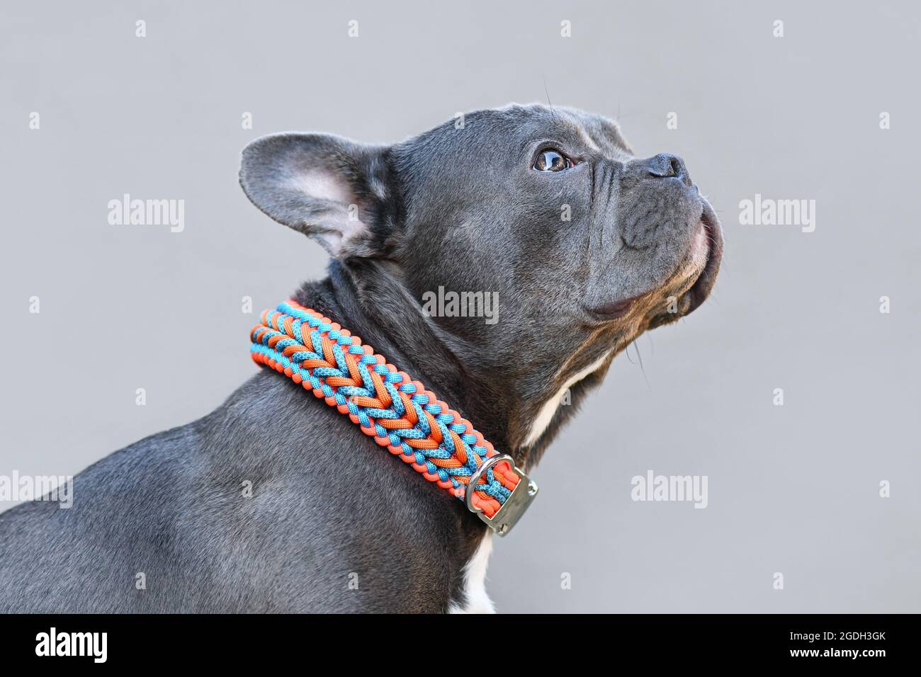 Cane Bulldog francese nero con naso lungo che indossa un collare a corda di  paracord fatto a mano Foto stock - Alamy