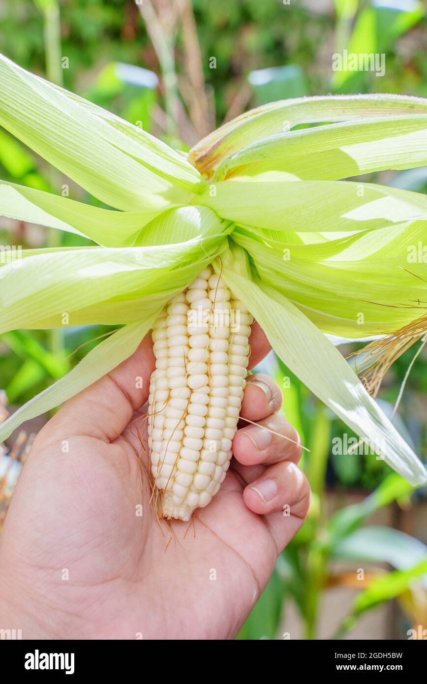 Orecchio bianco di mais appena sbucciato tenuto da una mano Foto Stock