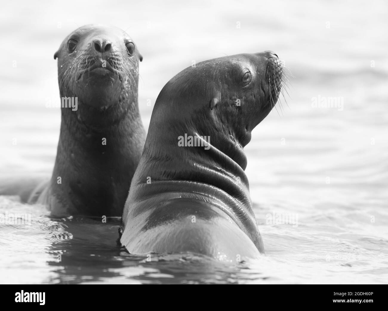 Leone di mare baby, Peninsula Valdes, Patrimonio dell'Umanità dell'UNESCO, Patagonia, Argentina. Foto Stock