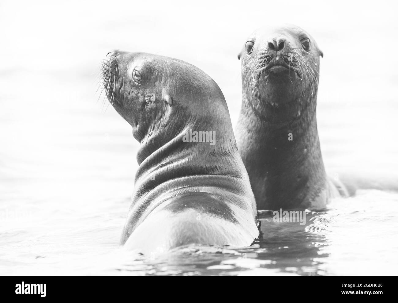Leone di mare baby, Peninsula Valdes, Patrimonio dell'Umanità dell'UNESCO, Patagonia, Argentina. Foto Stock