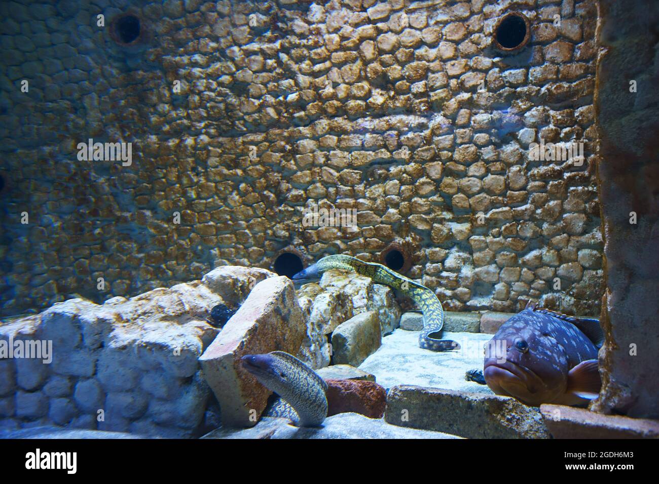 Stazione Zoologica Anton Dohrn - Acquario restaurato, Napoli, Italia - murena muraena Foto Stock