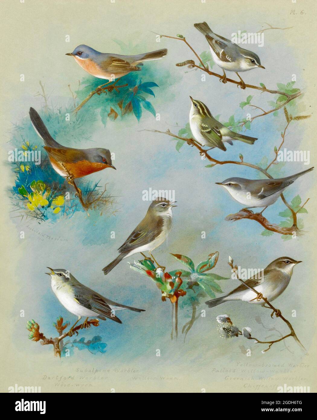 Archibald Thorburn illustrazione di uccelli inglesi d'epoca - Warblers e Wrens Foto Stock