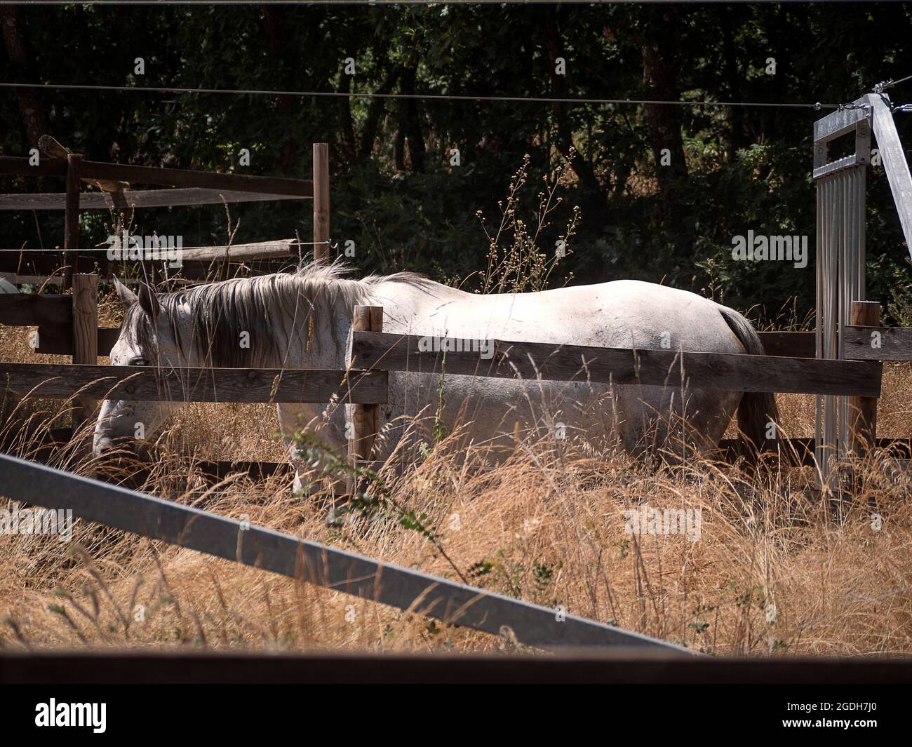 Bianco andaluso cavallo lentamente a piedi in un cavallo a piedi. Foto Stock