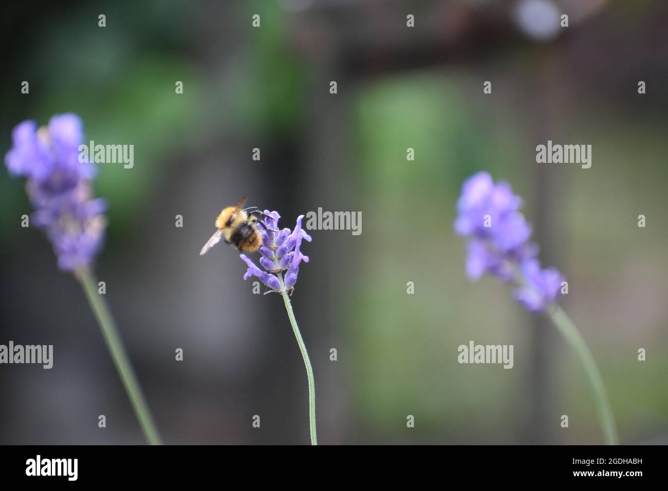 ape su un fiore blu lavanda Foto Stock