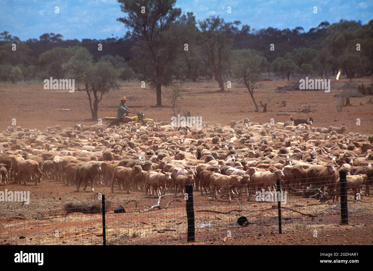 Australia. Nuovo Galles del Sud. Agricoltura. Pecora roundup. Foto Stock