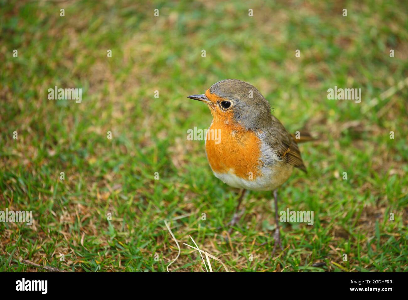 Rotkehlchen / European robin / Erithacus rebecula Foto Stock