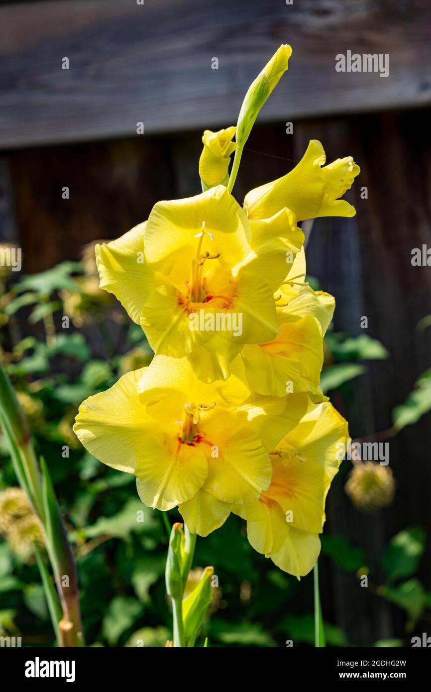 Fiori di gladioli gialli aperti su sfondo scuro nel giardino Foto Stock