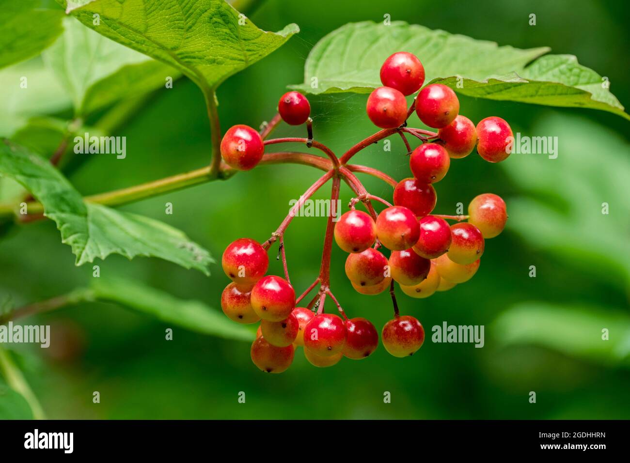 Guelder rosa / anziano d'acqua / albero di palla di neve (Opulus Viburnum) primo piano di bacche rosse / frutti appesi da cespuglio in foresta in estate Foto Stock
