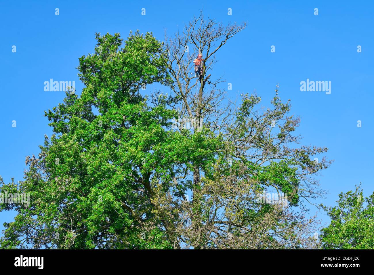 Un chirurgo dell'albero in abito arancione distintivo pota legno morto dalla cima di un albero di quercia. Foto Stock