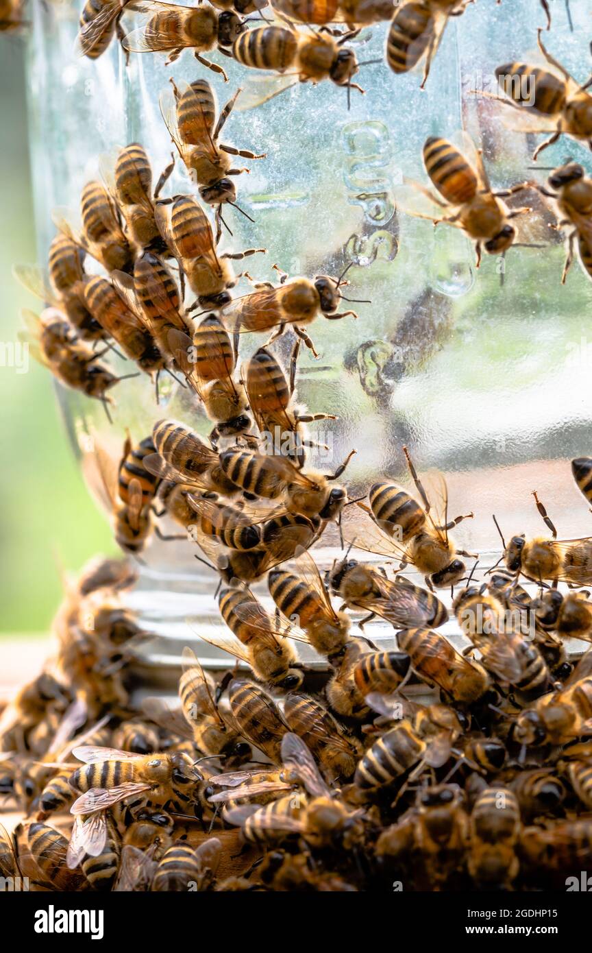 Le api al miele sul vasetto di alimentazione Foto Stock