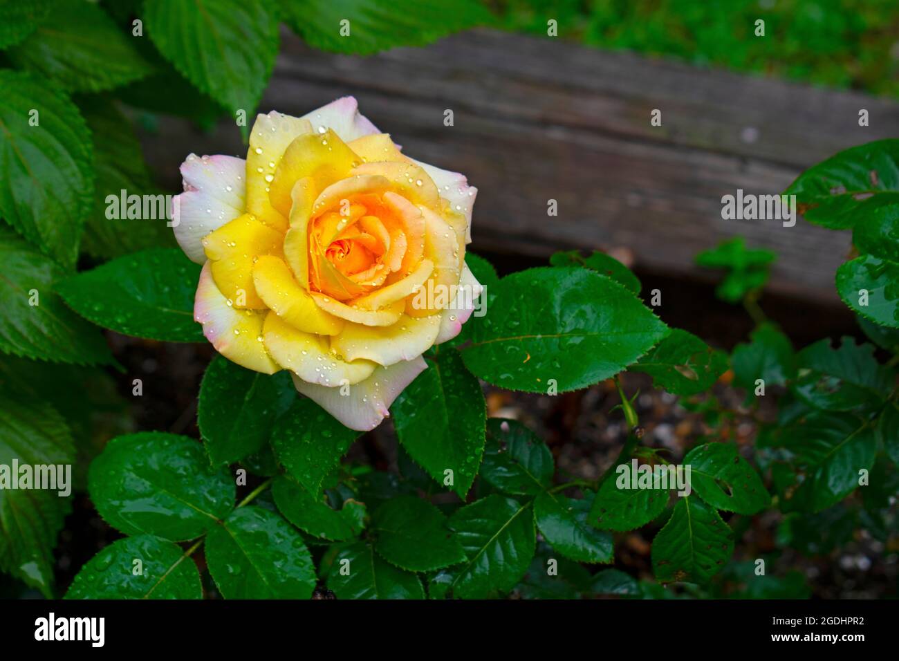 Singola rosa grande con petali multicolore su sfondo verde scuro offuscato -08 Foto Stock