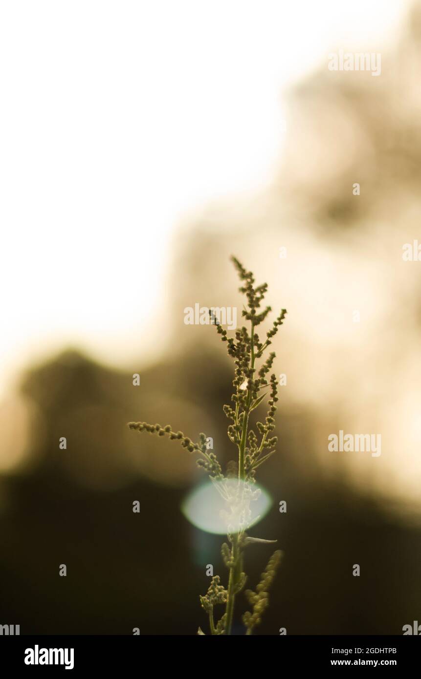 Pianta verde su sfondo bokeh con una lente svasata Foto Stock