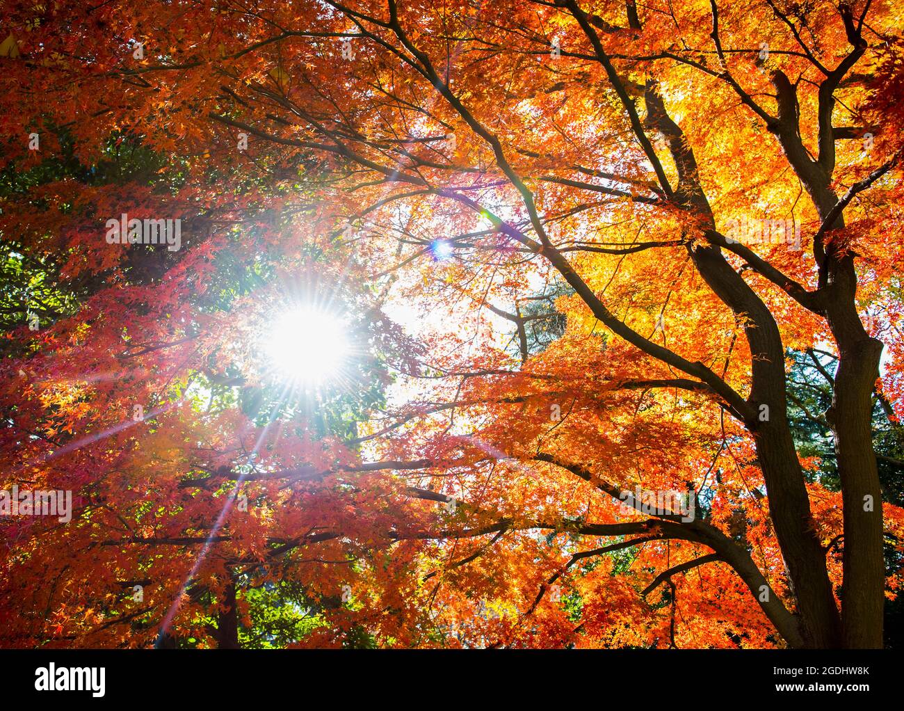 il sole splende attraverso gli alberi autunnali nei giardini di Tokyo Foto Stock