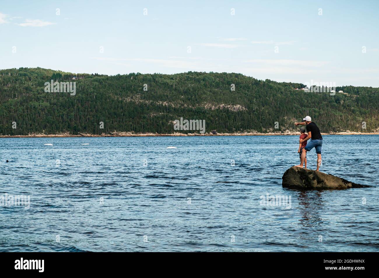 Papà che mostra a suo figlio tre belugas e un sigillo nel fiordo di Saguenay Foto Stock