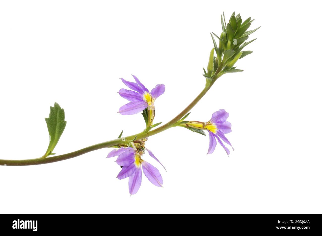 Fiori di scaevola a ventaglio e foglie isolate contro il bianco Foto Stock