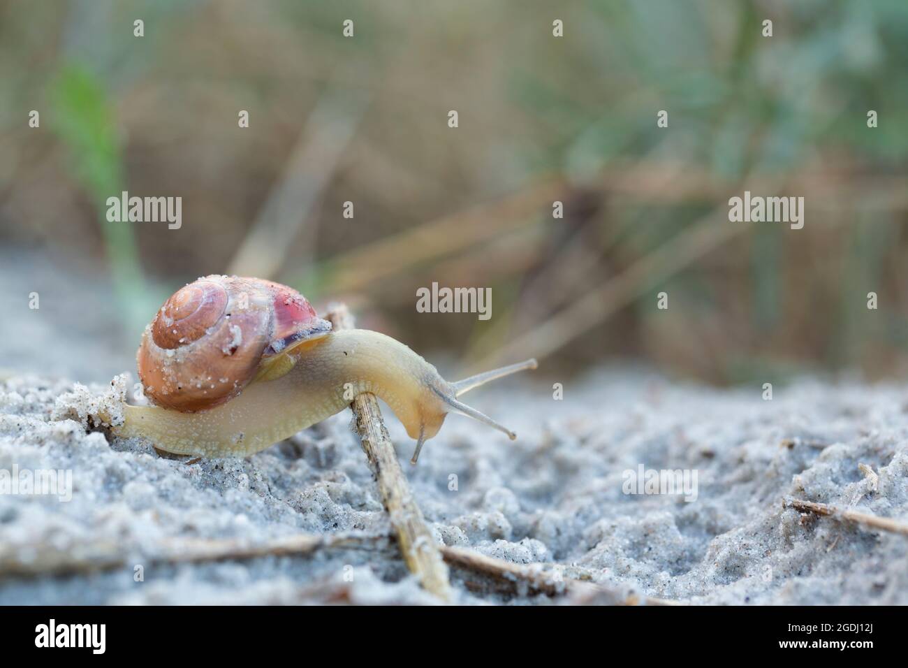 Una lumaca leggermente trasparente supera un peduncolo nella sabbia con la sua casa marrone sul retro. Foto Stock