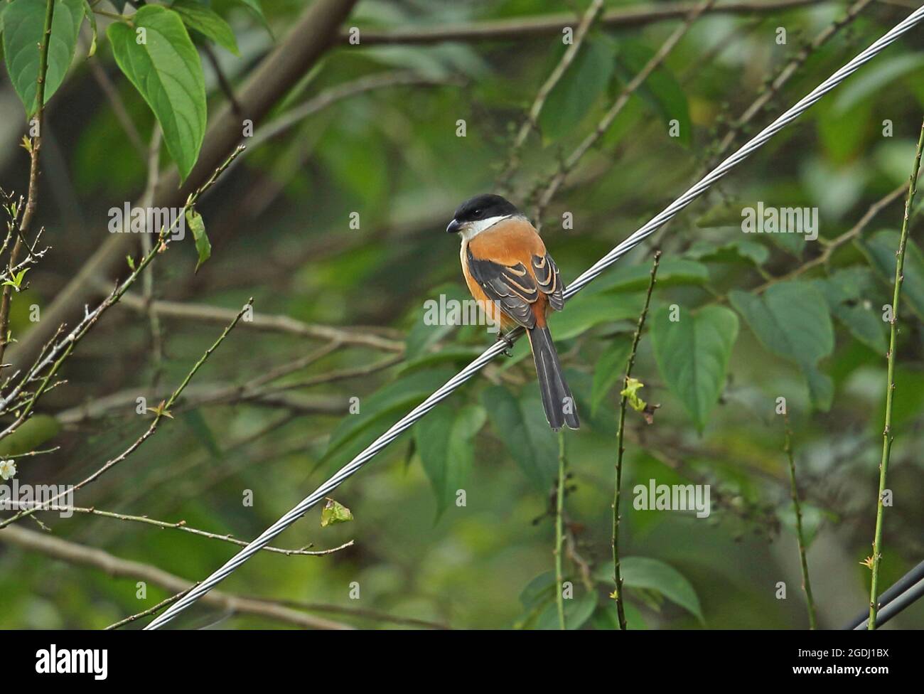 Shrike a coda lunga (Lanius schach tricolore) adulto appollaiato su filo Doi Ang Khang, Thailandia Novembre Foto Stock