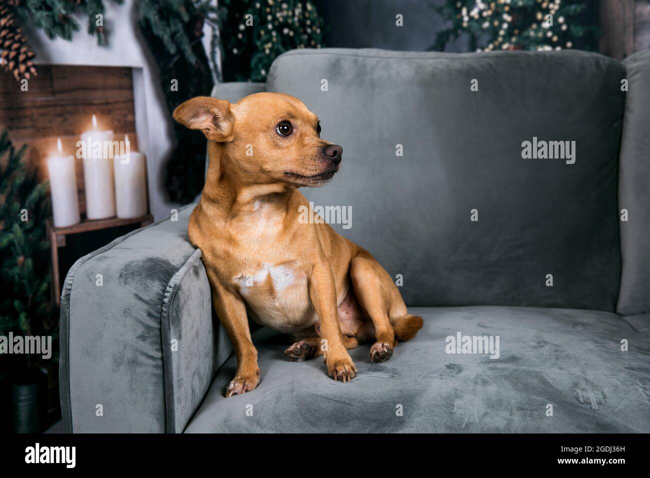 Razza mista chihuahua piccolo cane seduto su un divano grigio a Natale con candele incandescenti e le luci dell'albero di Natale incandescente Foto Stock