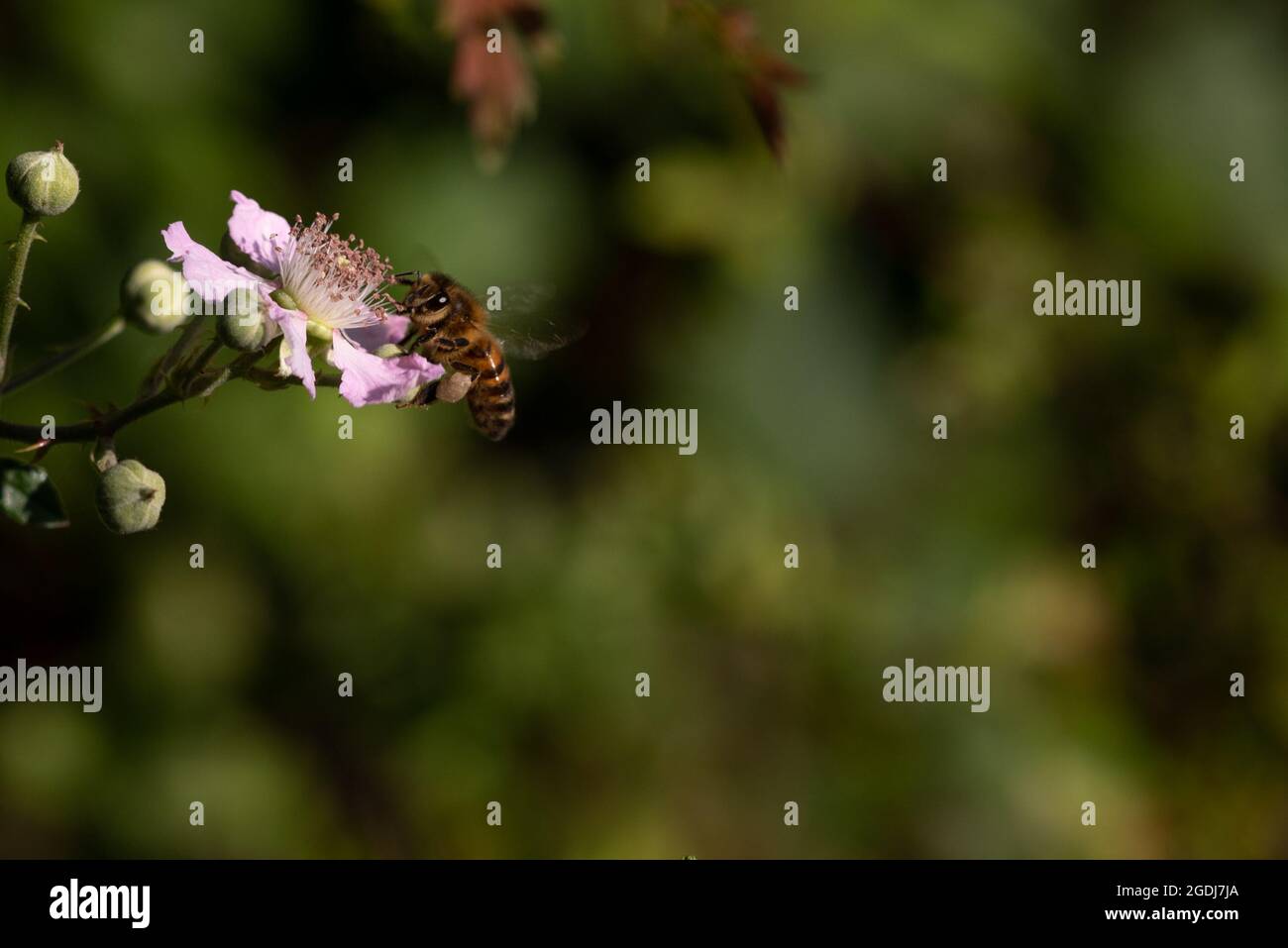 Un'ape molto carina osservante (Apis mellifera) su un fiore di bramble Foto Stock