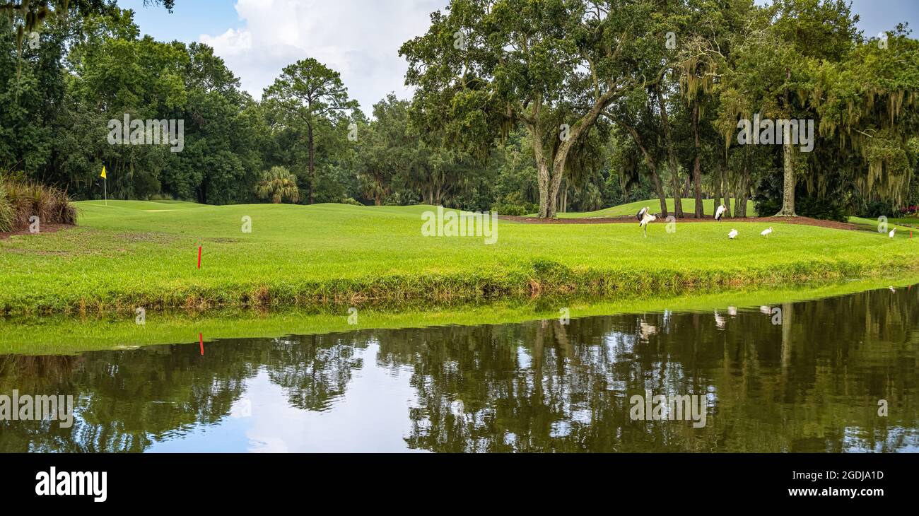 Cicogne di legno e ibis bianco su Dye's Valley Course al TPC Sawgrass a Ponte Vedra Beach, Florida. (STATI UNITI) Foto Stock