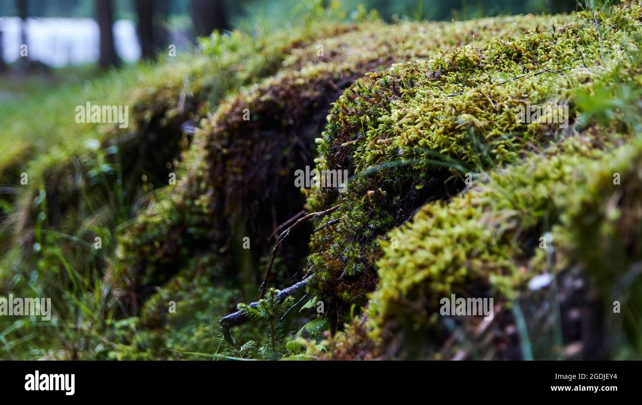 Primo piano con muschio nella vista foresta Foto Stock