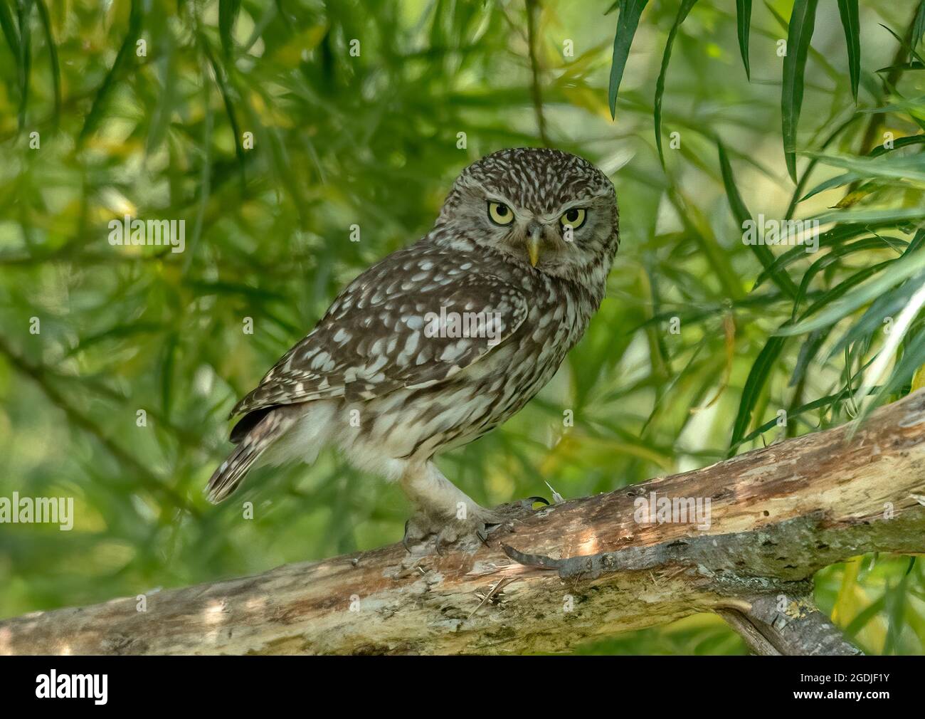 Piccolo sguardo arrabbiato Owl Foto Stock