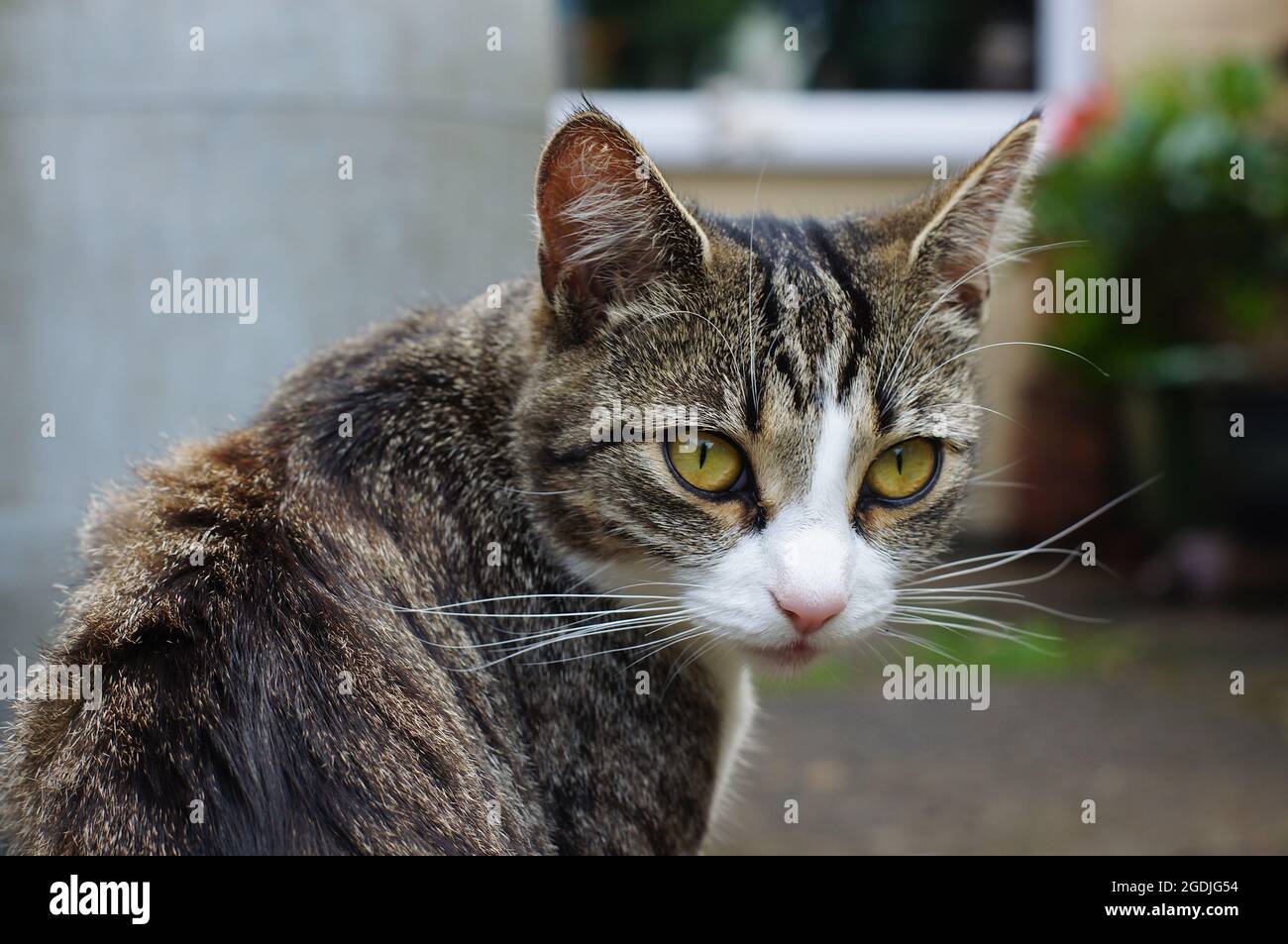 Un bel gatto giovane con occhi gialli con fondo morbido a fuoco Foto Stock