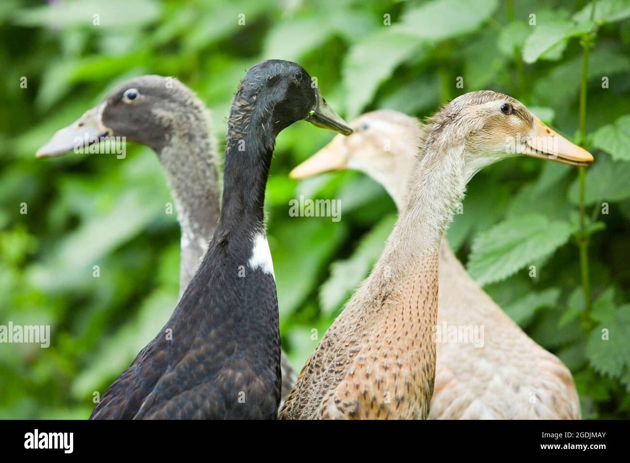 Indian Runner Duck, corridore indiano (Anas platyrhynchos F. domestica), quattro Ducks corridore indiano, ritratto Foto Stock