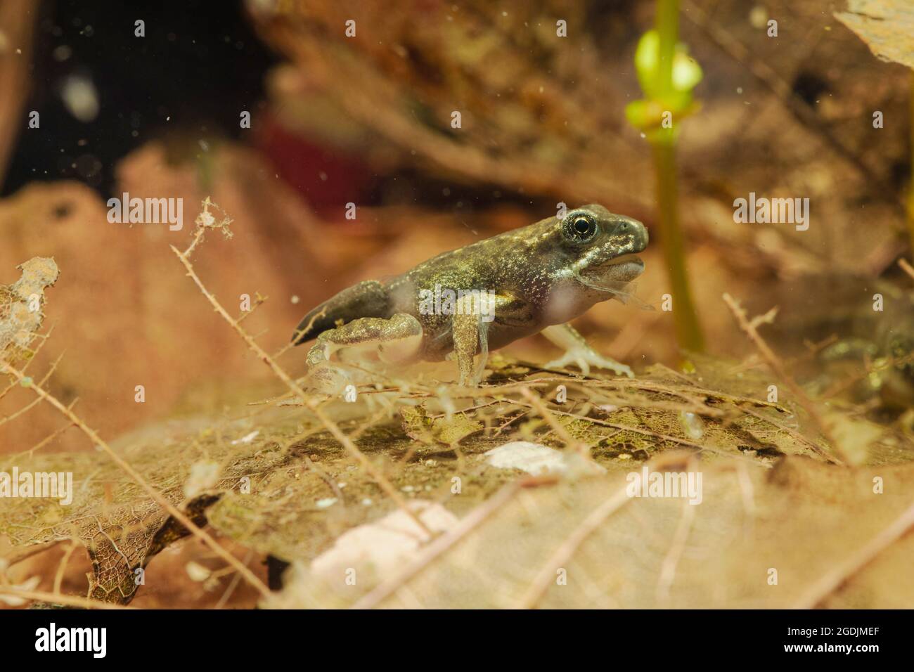 Rana comune, rana d'erba (Rana temporaria), tadpole poco prima di finire metamorfosi, Germania Foto Stock