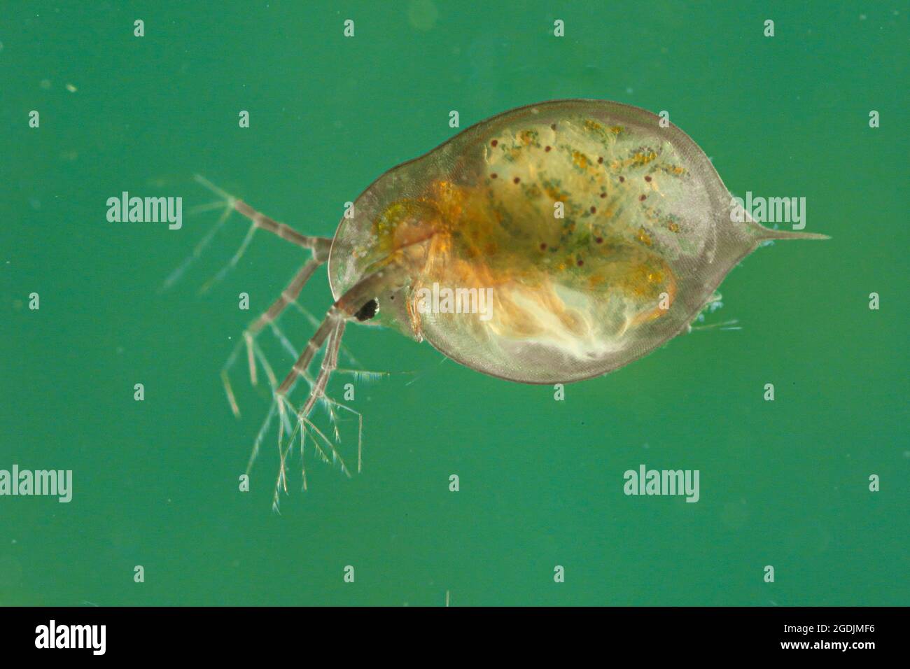 Pulce d'acqua comune (Daphnia pulex), femmina con larve nel marsupium, Germania Foto Stock