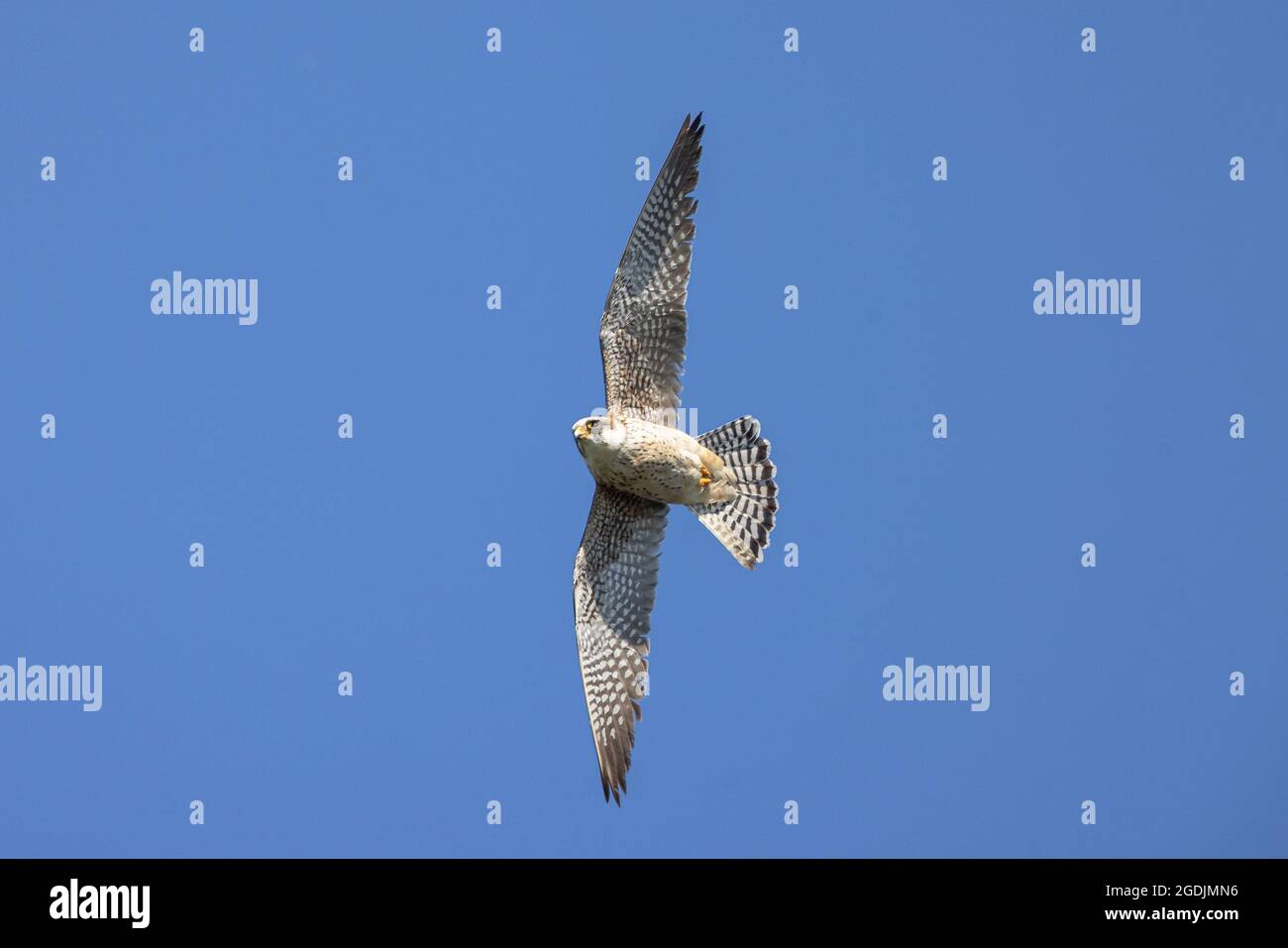 Falco rosso occidentale (Falco vescinerus), caccia, Germania, Baviera Foto Stock