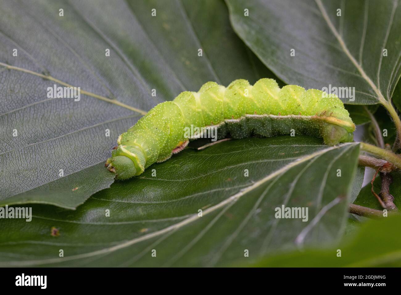 Imperatore Tau (Aglia tau), caterpillar alimenta foglie di faggio, Germania Foto Stock