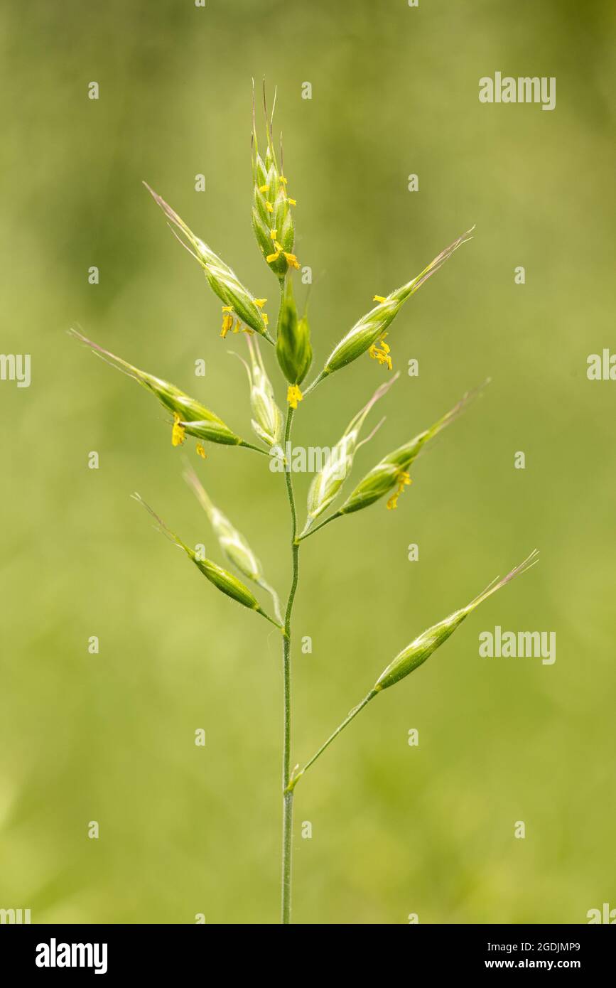 Scacchi morbidi, bromo (Bromus hordeaceus), fioritura, Germania, Baviera Foto Stock